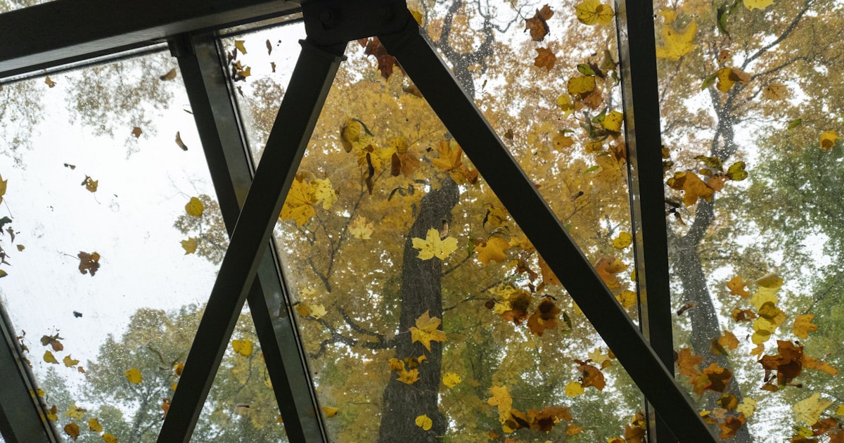 Autumn leaves falling outside a glass window